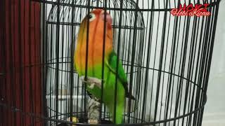 Pancingan lovebird isian kapas tembak di jamin ikut nyaut