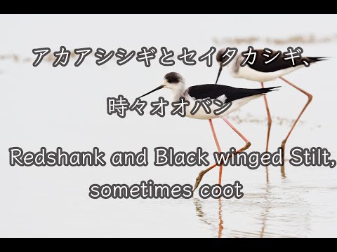 【石垣島動画野鳥図鑑】アカアシシギとセイタカシギ、時々オオバン Redshank and Black winged Stilt, sometimes coot