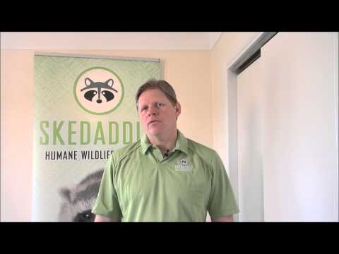 Skedaddle Humane Wildlife Control