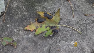 Leaves Fall En Masse After Bitter Cold