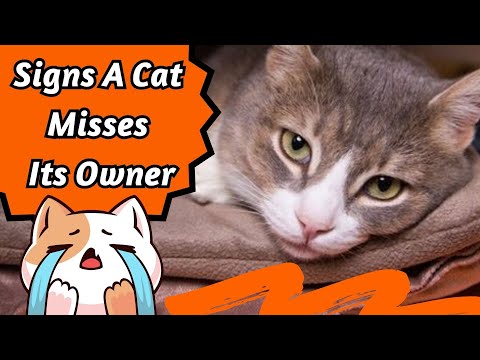 Video: 10 måder at håndtere kat separationsangst