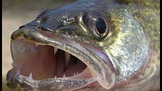 James Lindner - Walleye Fishing Seminar (Part 2)
