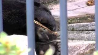 木をかじるアメリカクロクマの風子~American Black Bear