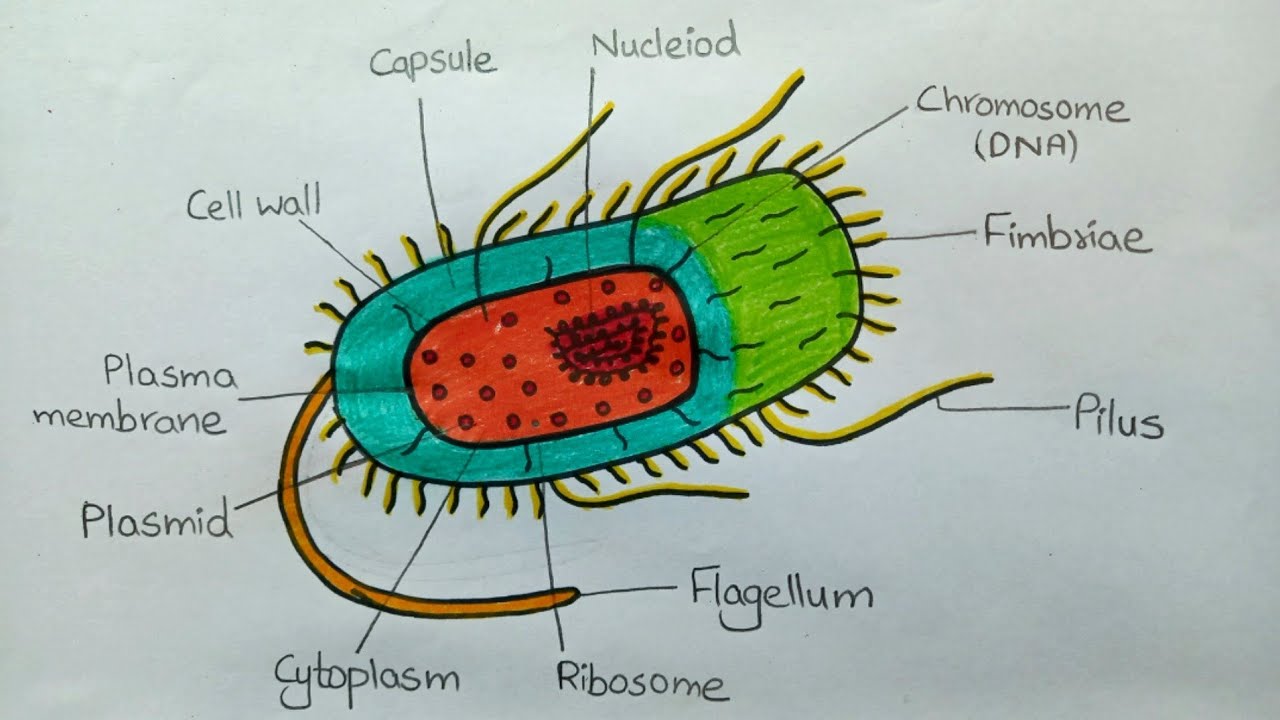 Prokaryotic Cell l How to Draw Prokaryotic Cell l Labelled Diagram l Prokaryotic l ES art & craft