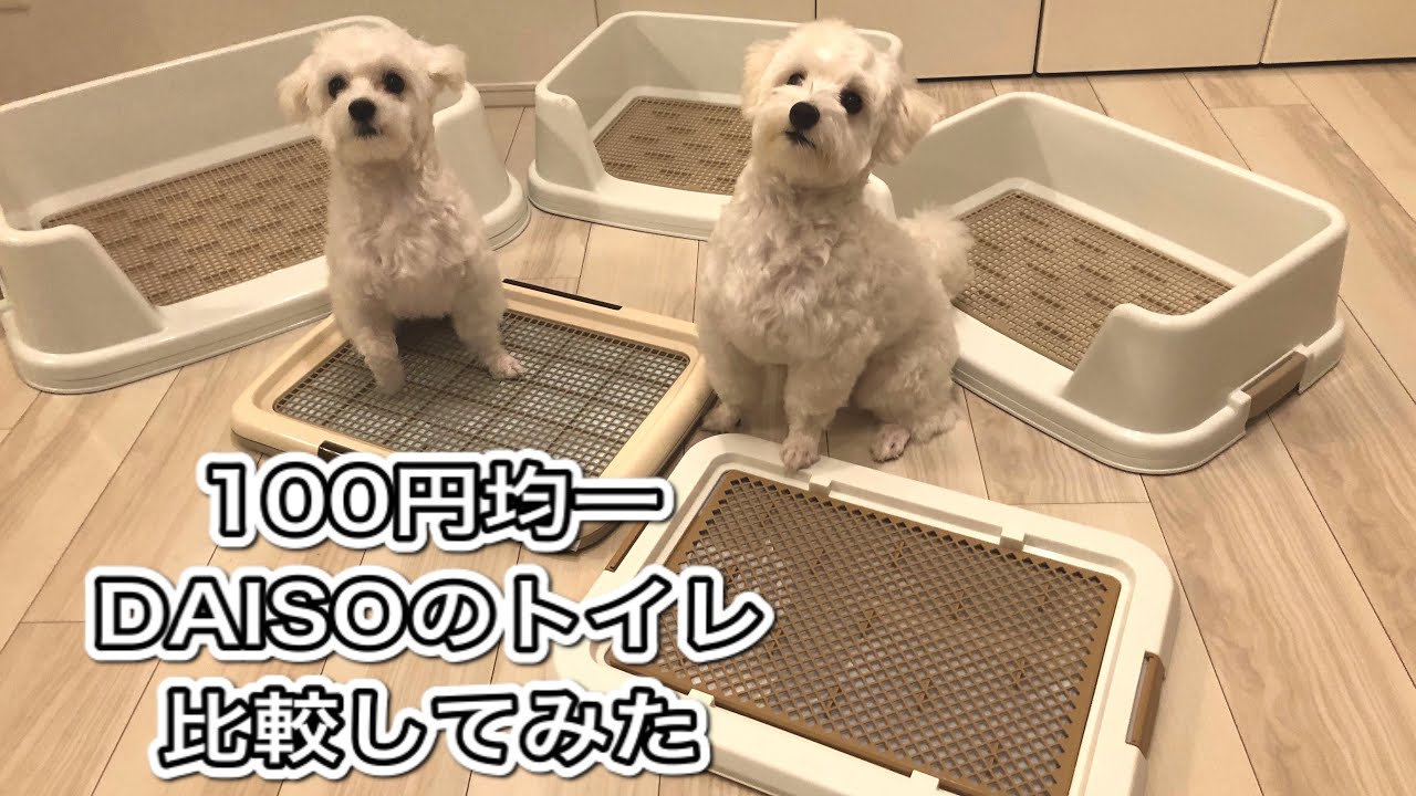 100円均一のダイソートイレを比較してみた アイリスのトイレも優秀だがダイソーはやっぱりコスパが良すぎる トイプードル マルチーズのミックス犬2匹 Youtube