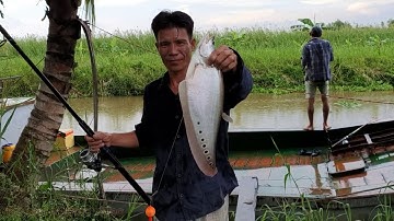 CÂU CÁ THÁC LÁC CƯỜM THIÊN NHIÊN Ở SÔNG | quốc toản fishing