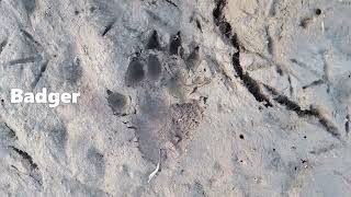Badger and Red Fox pawprints