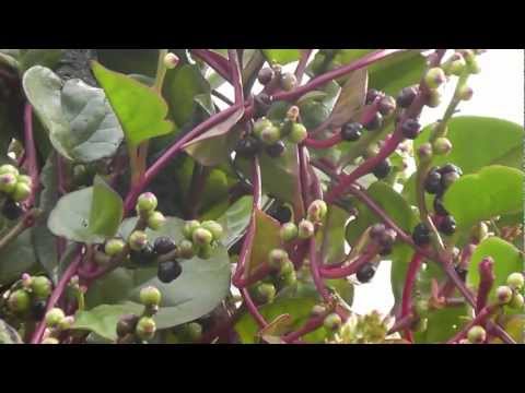 Video: Southern Fruit Tree ntau yam: Txiv Hmab Txiv Ntoo Rau South Central States