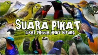 suara pikat semua jenis burung besar dan kecil