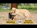 Beagle vs Golden Retriever - Which One Is Right For Your Family?