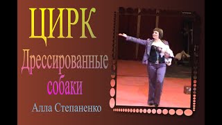 Цирк - Дрессированные собаки Алла Степаненко / Circus - Trained dogs Alla Stepanenko
