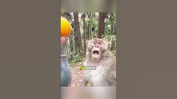 Con khỉ đã làm điều này với anh ấy#daochieu #shorts