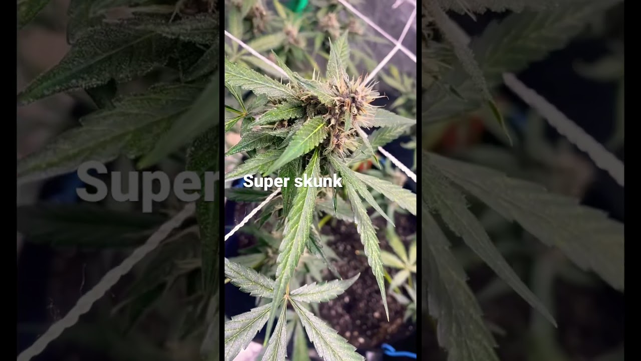 3 Strains in Flowering Stage