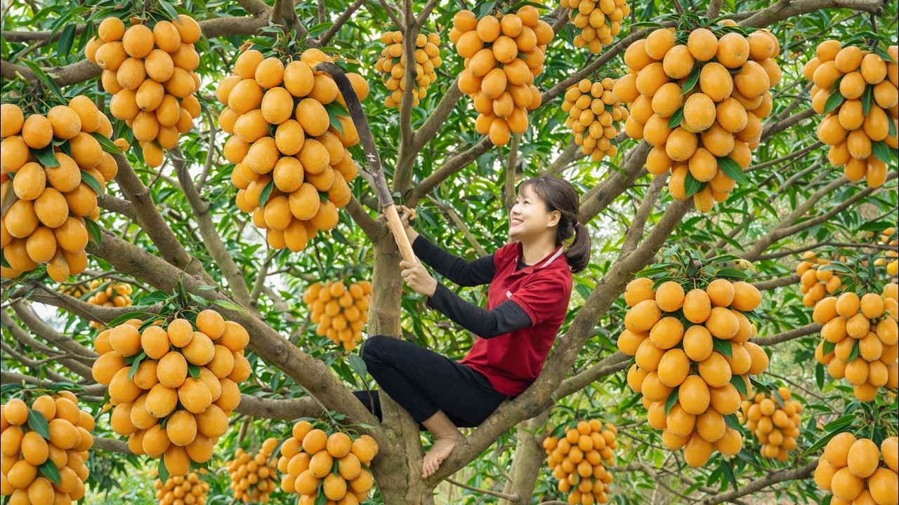 Harvesting Giant Marian Mango Plum on High Trees for Market | Growing on Untouched Hills
