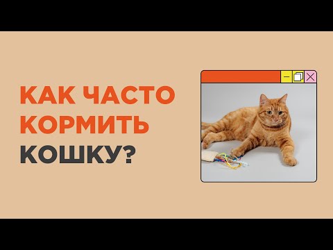 Как часто нужно кормить кошку в день?