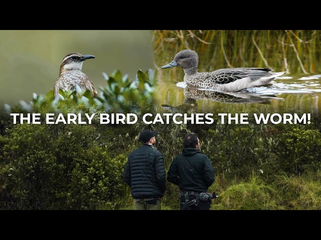 Early Morning Birding in the Andes | Cheep! class=