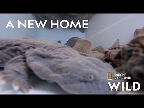 Returning Hellbender Salamanders to the Wild | Secrets of the Zoo