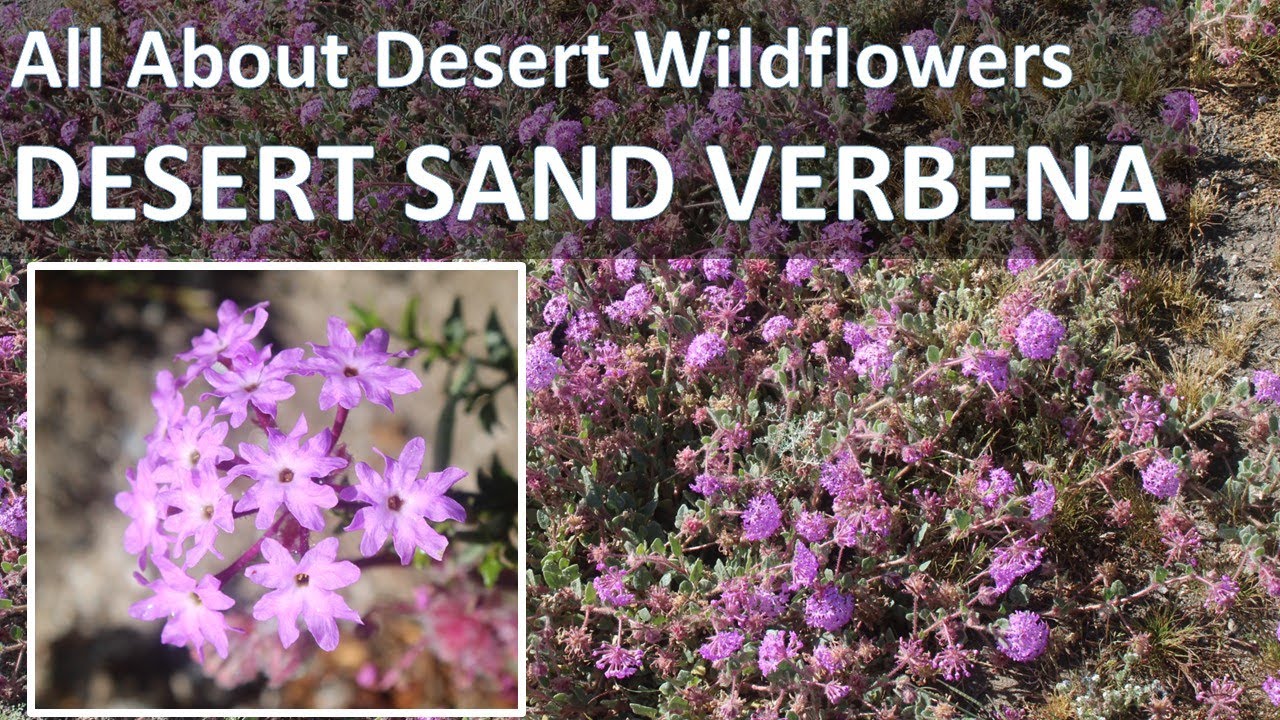 Wildflowers DESERT SAND VERBENA  California Superbloom Anza-Borrego - Abronia villosa Super Bloom