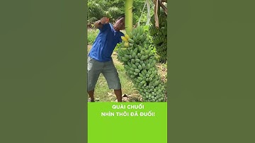 QUÀI CHUỐI NHÌN THÔI ĐÃ ĐUỐI  | Nhà Hai Lúa #shorts #nhahailua #mekongdaily