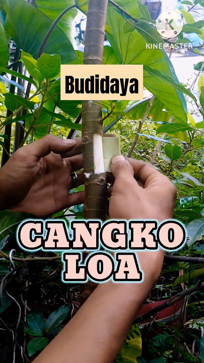 Budidaya tanaman loa cangkok