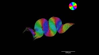Chaining Biofilm Simulation - Collective Buckling Phenomena
