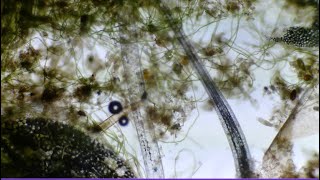 Microscope Lounge | One Hour of Living Micro-Worlds • Slow Microscopy for Focus, and Relaxation