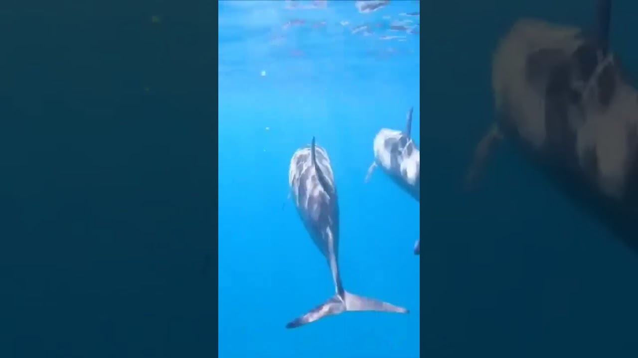 Как спят Дельфины? Немного познавательного #мирживотных #дельфин #отдых