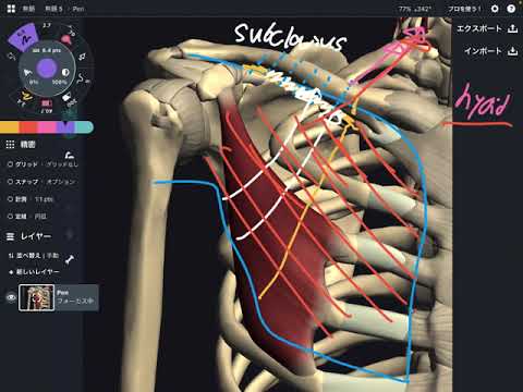 Video: Adakah fascia clavipectoral fascia dalam?