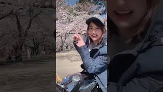 お花見ツーリングできるのも来週までかなあ
