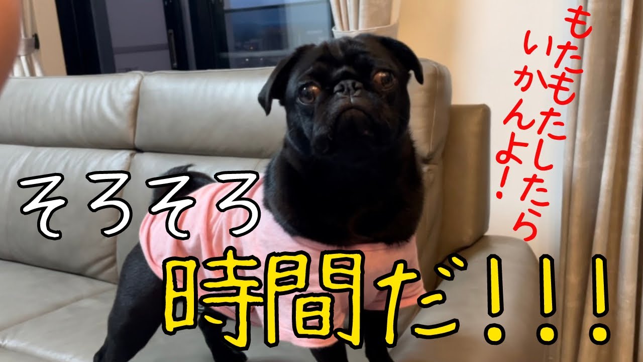 黒パグ】時がきた！！！ - YouTube