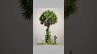 Sabal Palm - Small 3D Environment