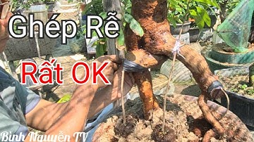Cách Trồng Và Cách Ghép Rễ Mai Rừng Rất Hiệu Quả / Bình Nguyễn TV