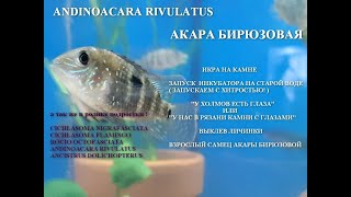 Акара Бирюзовая. От икринки до взрослой особи. Andinoacara Rivulatus