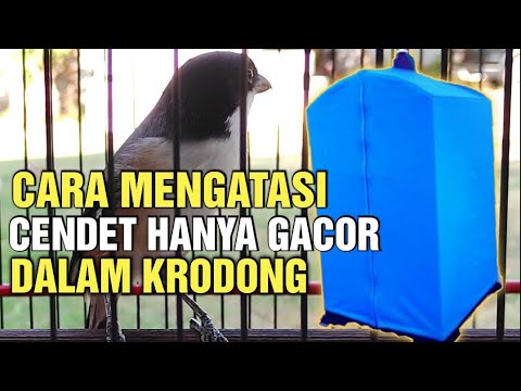 Solusi Untuk CENDET Yang Tak Mau Gacor Saat Buka Krodong