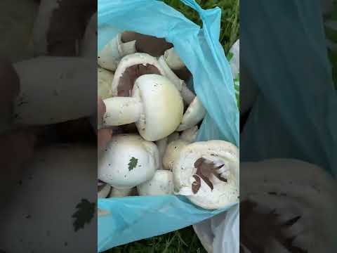 Чистые и красивые луговые шампиньоны 😍 #грибы #шампиньоны