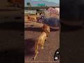 Savannah Life #savannah #lion #animals #safari #roblox #robloxanimals