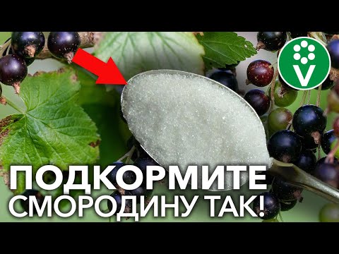 ТОЛЬКО НЕ НАВОЗ! Вот ЛУЧШЕЕ УДОБРЕНИЕ для смородины и крыжовника весной