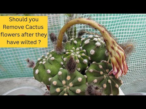 Video: Verbruikte cactusbloei verwijderen: wanneer en hoe een cactus dood te maken