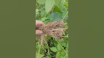 Bắt ong vàng trong một nốt nhạc #ongrung