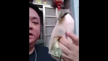 Turtle bite #funnyvideo #animals #turtle #fail