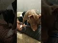 ساشا اور اس کی بیٹی زرا اپنی ماں پے نہی گیی Pitbull Foryou 