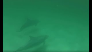 Swimming With Dolphins on Pensacola Beach