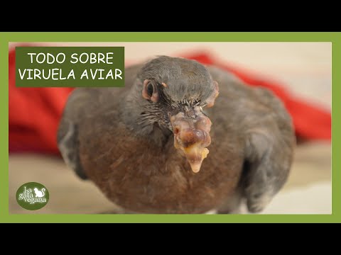 LA VIRUELA EN AVES | SINTOMAS, TRATAMIENTO, DIAGNÓSTICO, PREVENCIÓN Y EJEMPLOS REALES | LAGATAVEGANA