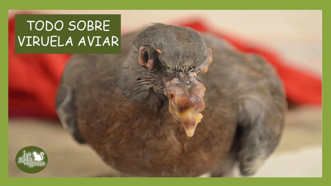 LA VIRUELA EN AVES | SINTOMAS, TRATAMIENTO, DIAGNÓSTICO, PREVENCIÓN Y EJEMPLOS REALES | LAGATAVEGANA