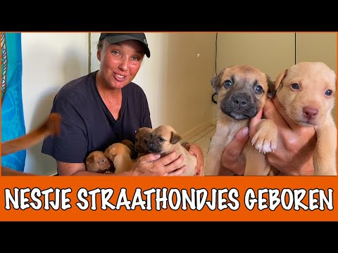 Video: Een Gevonden Puppy Verzorgen