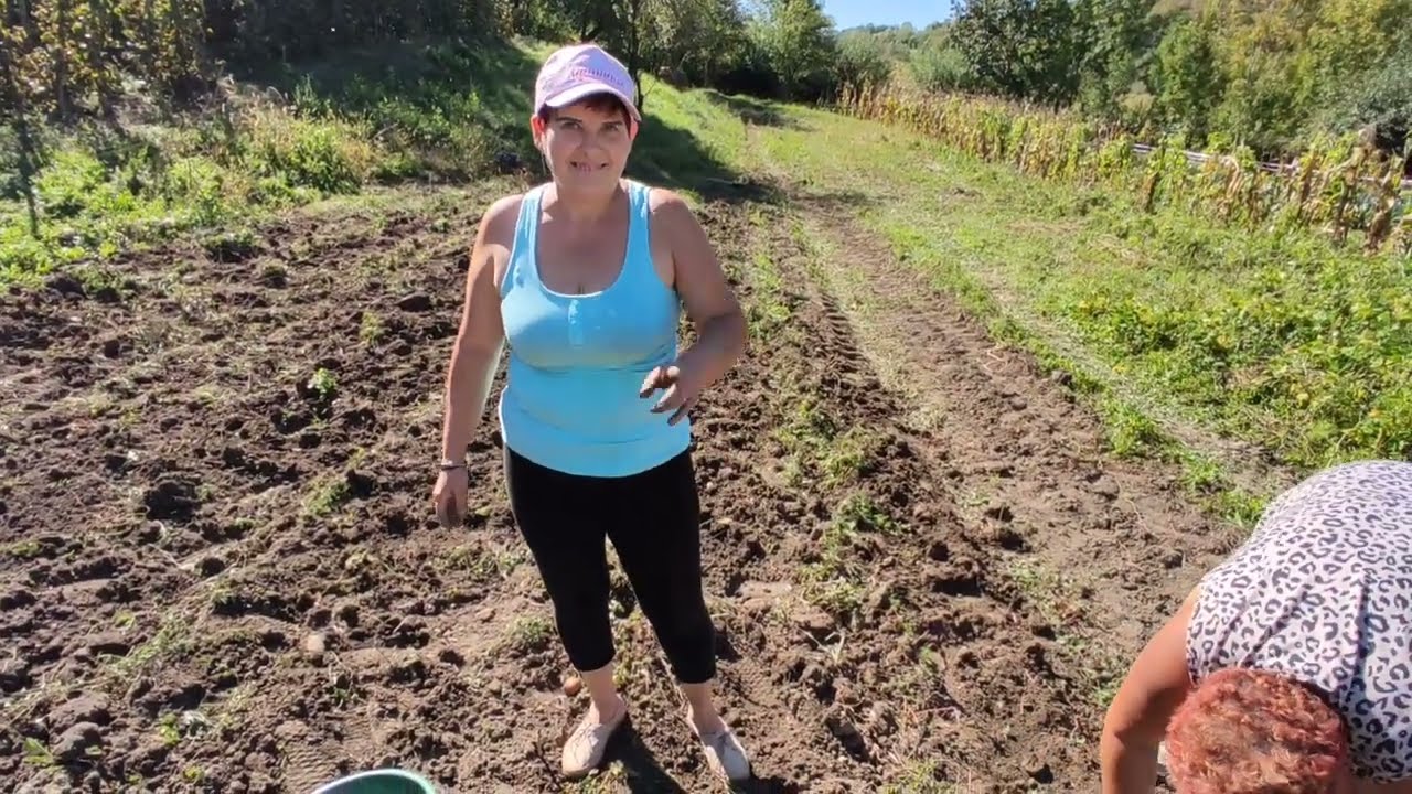  Hagyományos!Pityóka, krumpli szüret, szedès kèzzel! Erdèly nyárád mente!🥔🥔