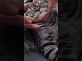 Çok severim 🫶 #shorts #cat