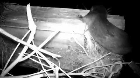 Otter on a mink raft