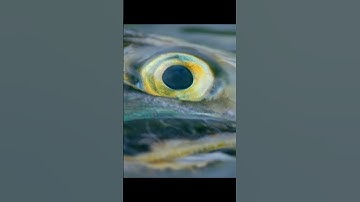 This was a deadly obstacle course, yet they did not hesitate. #wildlife #animals #shorts