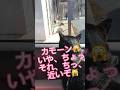 【お喋り猫】野良猫を挑発しておきながらめちゃビビるこっちゃん